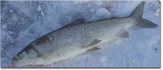 whitefish the mainstay of winter anglers white fish 569x244