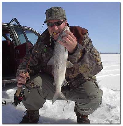 whitefish the mainstay of winter anglers white fish 400x410